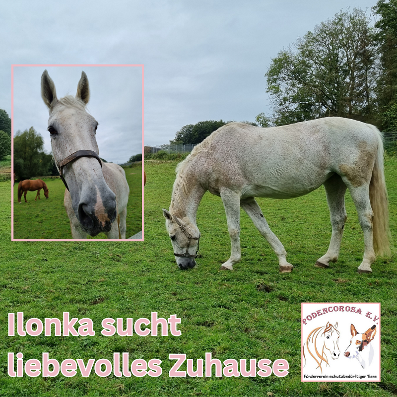 Ilonka Pferd sucht zuhause als beistellpferd