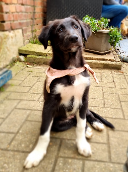 Welpe Hündin Kenia Border Collie Mix