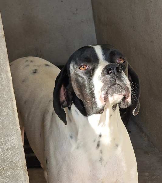 Pointer Rüde Otto aus Portugal