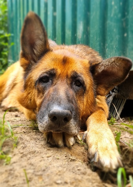 Schäferhund Roy verstorben