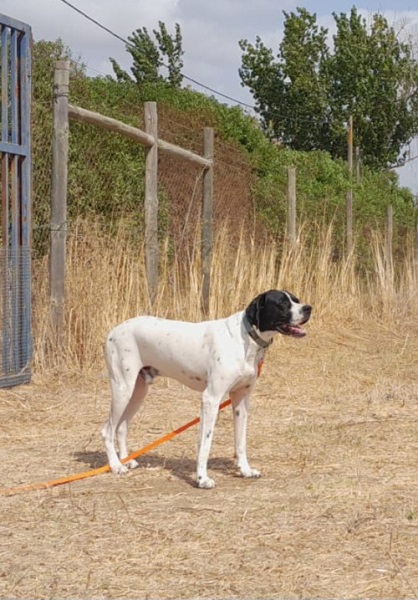 Pointer Rüde Otto aus Portugal