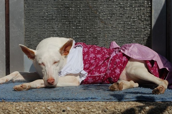 Sternchen im DIrndl macht ein Nickerchen