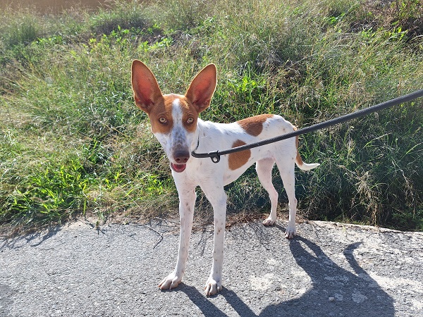 Parka Jagdhund Podenca aus Spanien