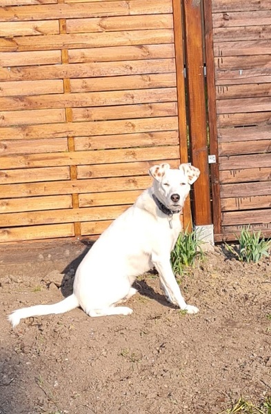 Rüde Sir Henry genießt die Sonne im Garten