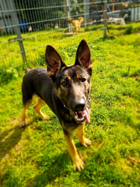 Junger Schäferhund Welpe vorwiegend dunkles Fell