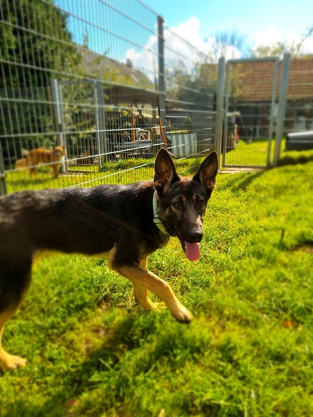 Schäferhund Welpe Timo sucht Zuhause