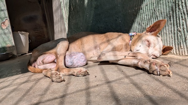 spanien_podenco