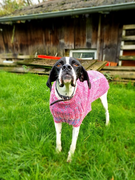 Pointer Rüde Otto aus Portugal