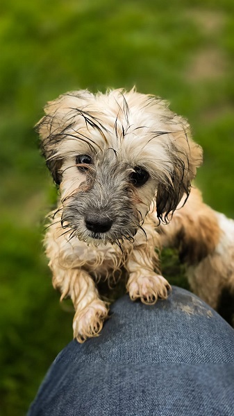 Hündin Tonina Strassenhund Rumänien