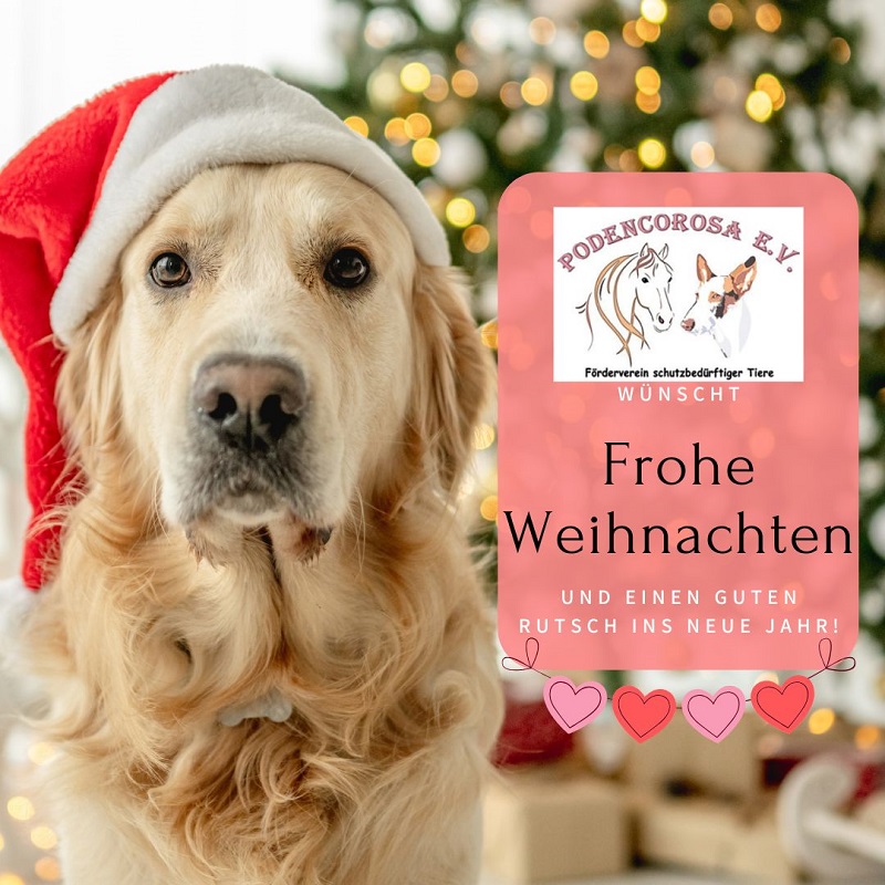 Weihnachten Tierheim 2024