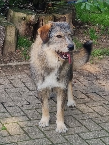 Rüde Santie