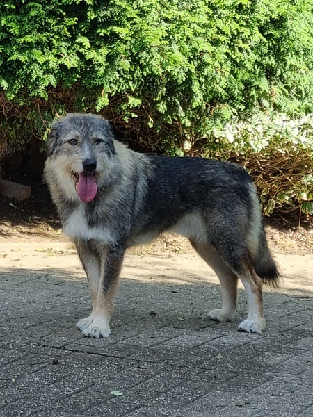 Rüde Santie