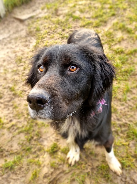 Rüde Lui schwarz-weiß zuhause gesucht