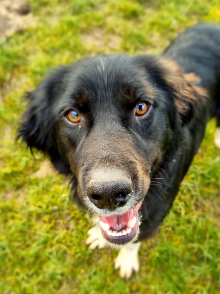 Rüde Lui schwarz-weiß zuhause gesucht