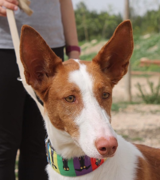 Podenco Campanilla zuhause gesucht