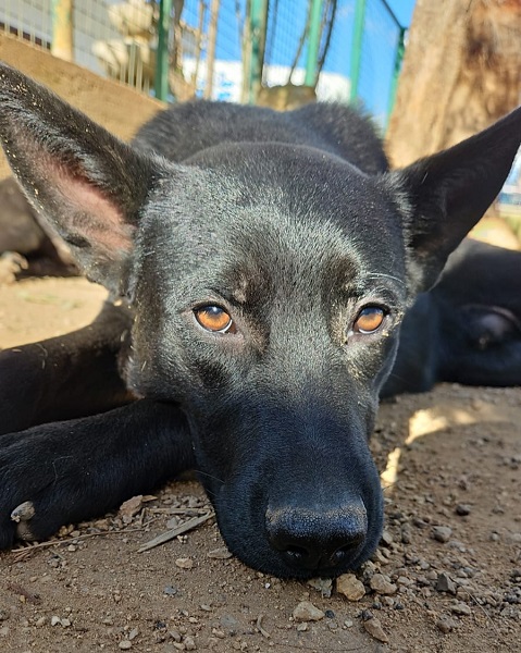 Schwarzer Rüde Rafael sucht zuhause, Straßenhund aus Italien