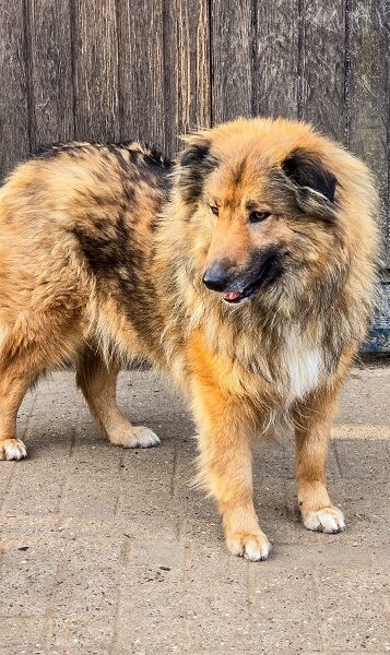 Hündin Veronica sucht zuhause, Straßenhund Italien