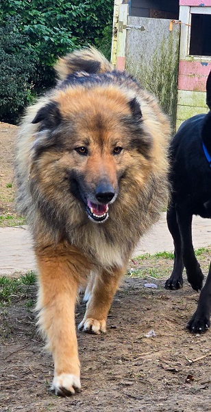 Hündin Veronica sucht zuhause, Straßenhund Italien
