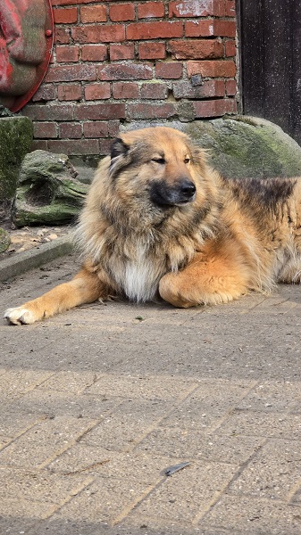 Hündin Veronica sucht zuhause, Straßenhund Italien