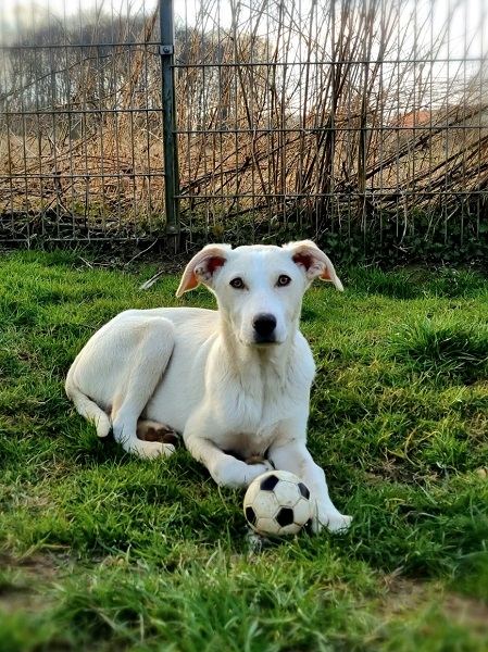 Rüde Milo, weißer Rüde aus Italien