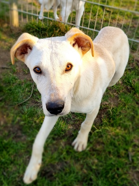 Schwarzer Rüde Rafael sucht zuhause, Straßenhund aus Italien