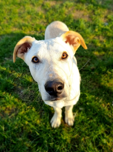 Schwarzer Rüde Rafael sucht zuhause, Straßenhund aus Italien