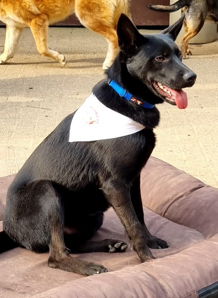Rüde Milo, schwarzer Rüde aus Italien
