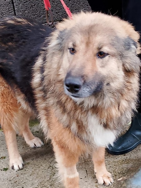 Hündin Veronica sucht zuhause, Straßenhund Italien