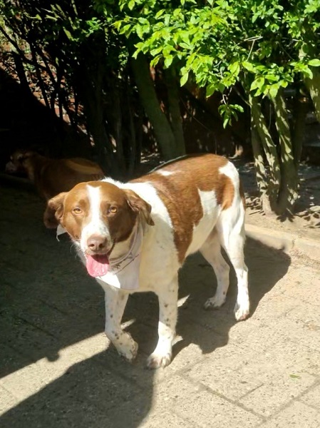 Rüde Leone