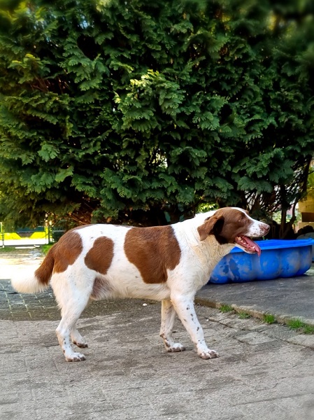 Rüde Leone