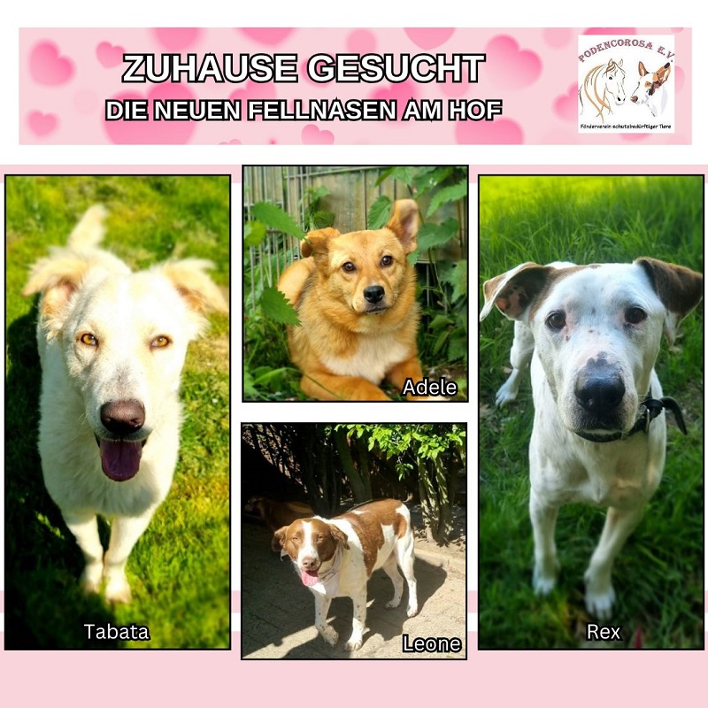 Neuzugänge Tierheim Zuhause gesucht
