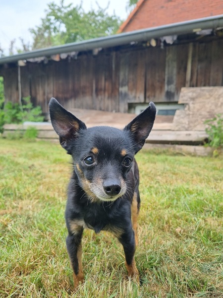 Rüde Joscha Chihuahua