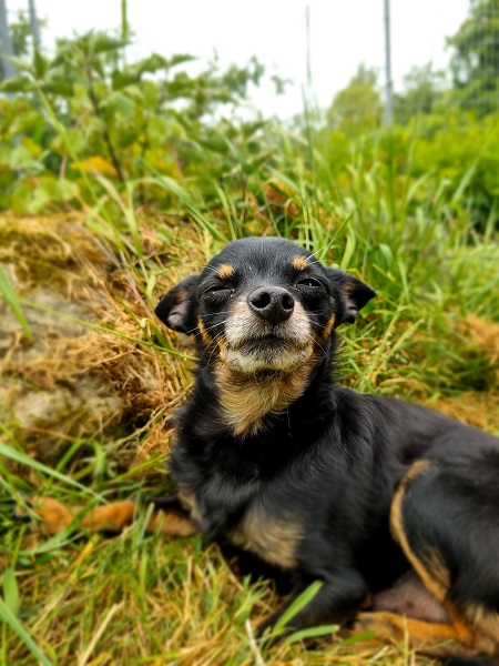 Rüde Joscha Chihuahua