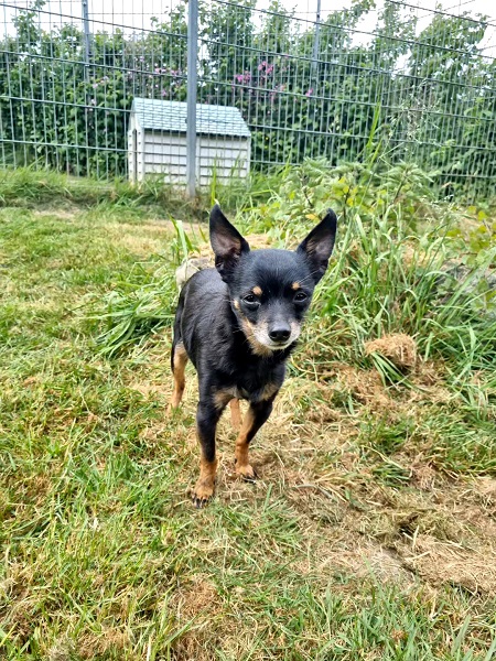 Rüde Joscha Chihuahua