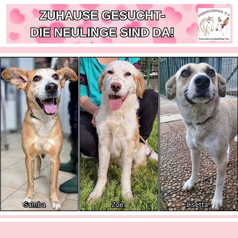 Zuhause gesucht. Italienische Strassenhunde