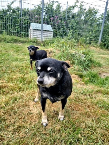Rüde Joscha Chihuahua