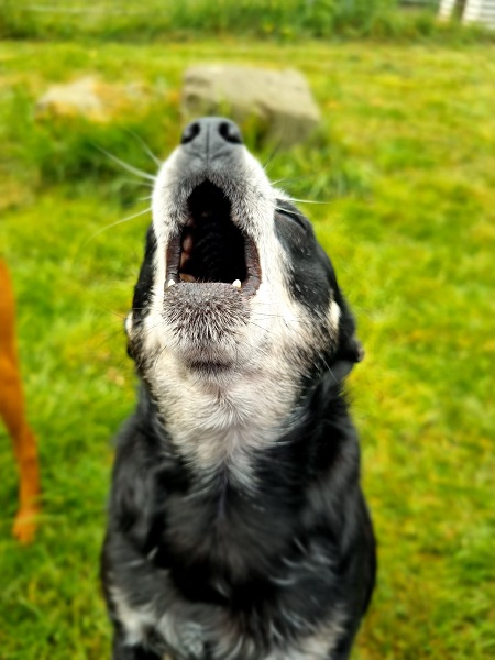 Rüde Joscha Chihuahua