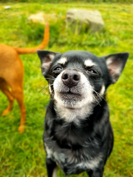 Rüde Joscha Chihuahua