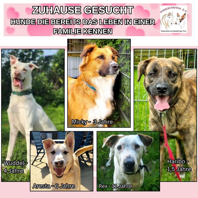 Hunde suchen Zuhause Podencorosa