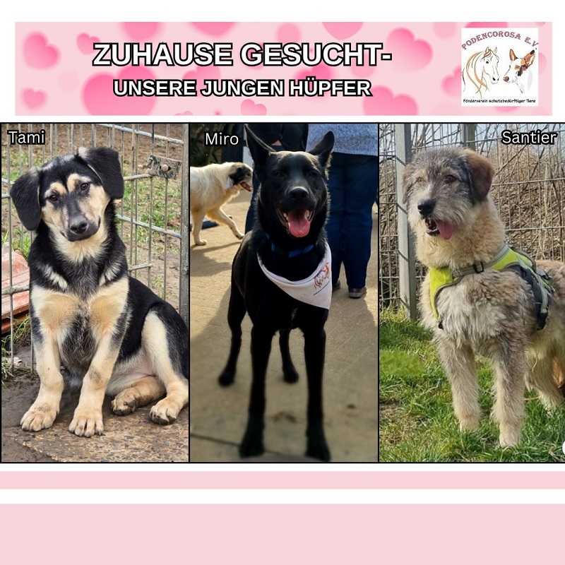 Junge Hunde suchen Zuhause Podencorosa