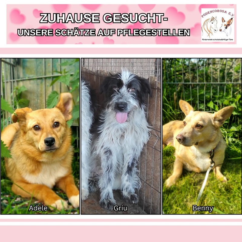 Junge Hunde suchen Zuhause Podencorosa Pfelgestelle