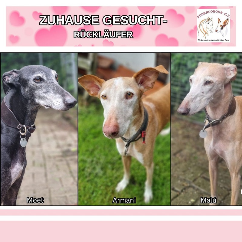 Zuhause gesucht, Rückläufer