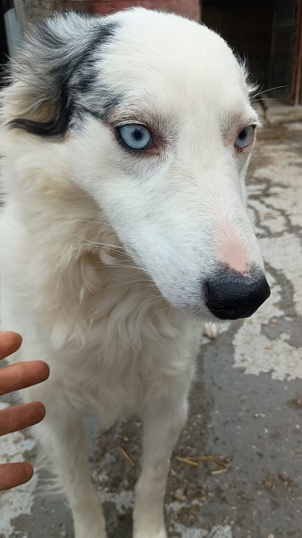 Hündin Elsa