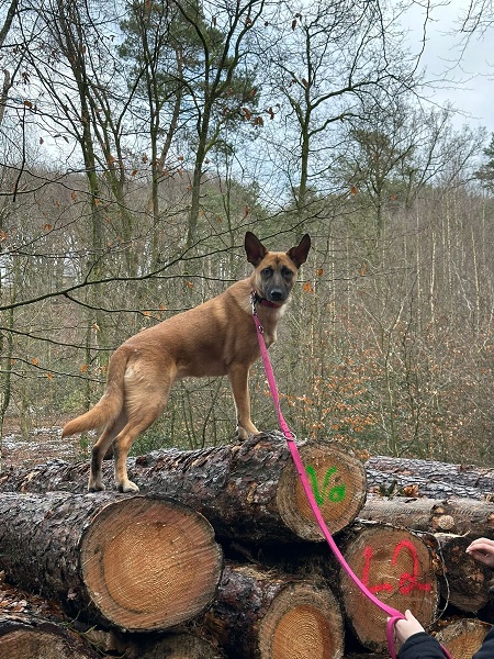 Hündin Lucy