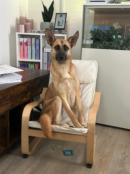 Hündin Lucy
