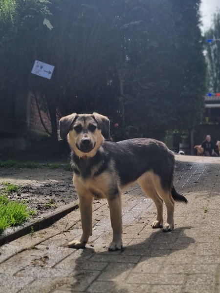Hündin Tami zuhause gesucht
