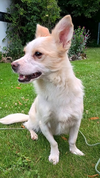 Rüde Lucky