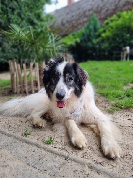 Rüde Buddy