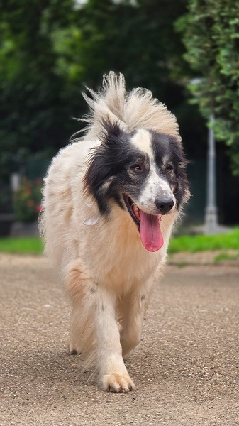 Rüde Buddy