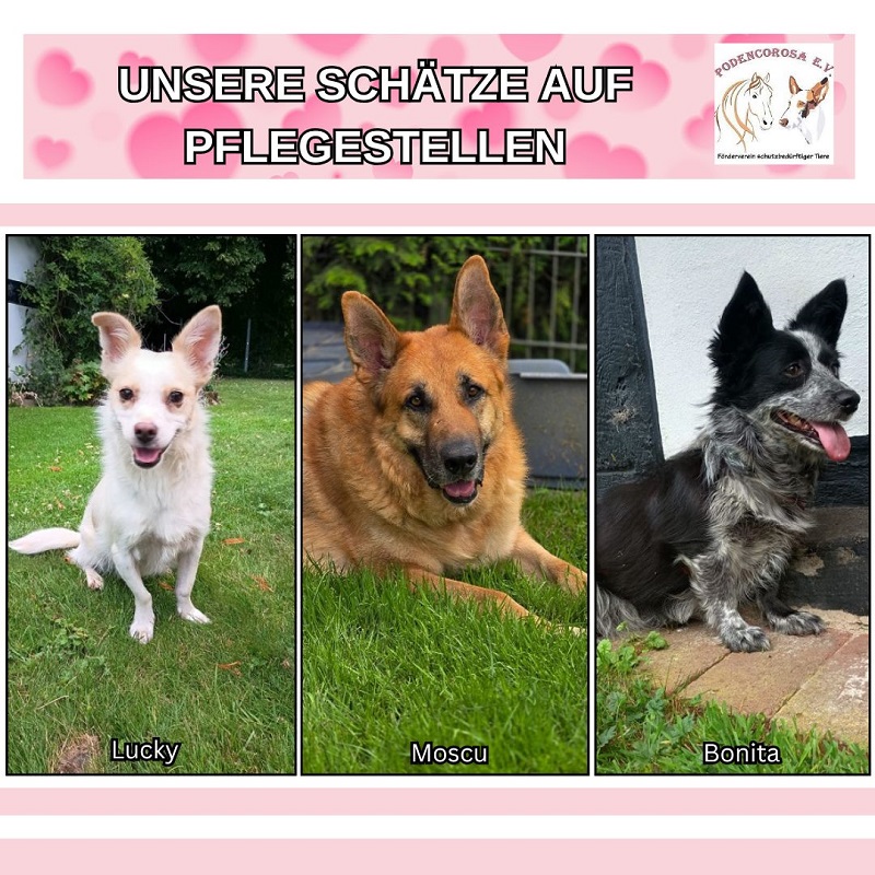zuhause_gesucht_hund